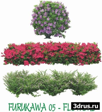 Furukawa 05 - Flowers