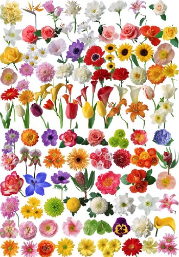 80 kinds of flowers