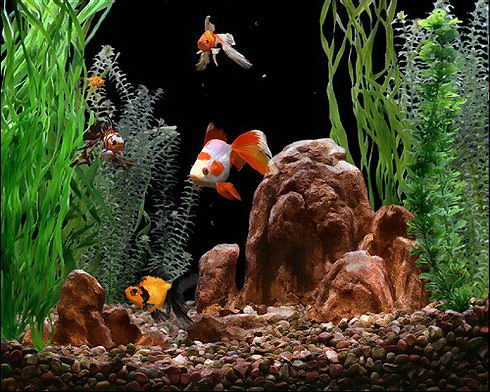 Goldfish Aquarium 2 (русская версия)