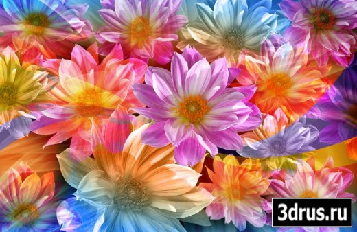 Psd template Flowers  from JuiceDrop 2907