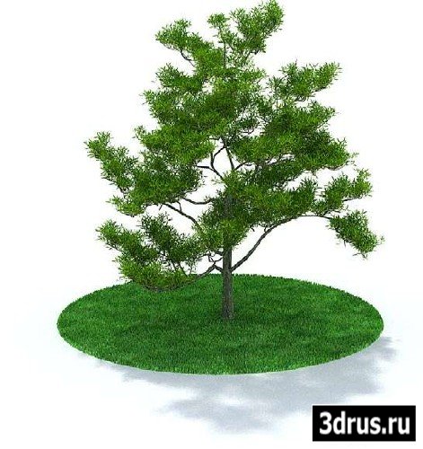 3d модель Дерево