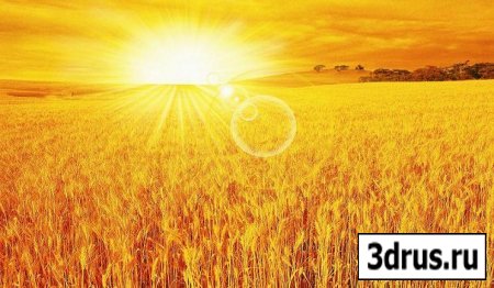 Dawn bove the wheat field PSD