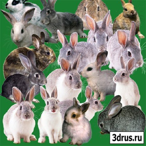 Rabbit & Hare PSD