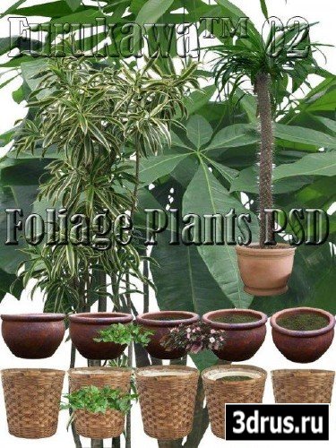  Foliage Plants PSD