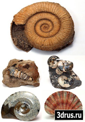 Cockleshells & Fossils