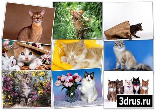 -HQ wallpapers pack 1600x1200 cats