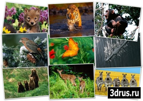 -HQ Wallpapers pack 1600x1200 ANIMALS[1]