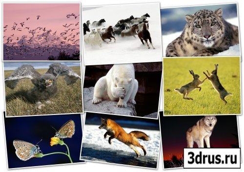 -HQ Wallpapers pack 1600x1200-ANIMALS[3]