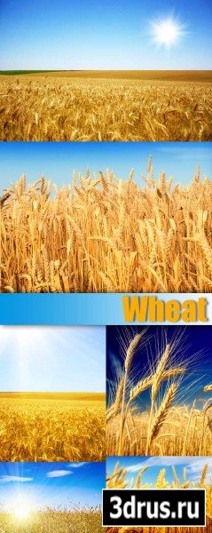 Stock Photo - Wheat