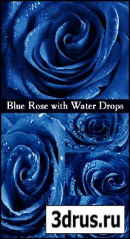 Blue Rose with Water Drops - Stock Photos 