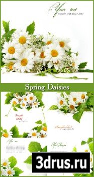 Spring Daisies - Stock Photos 