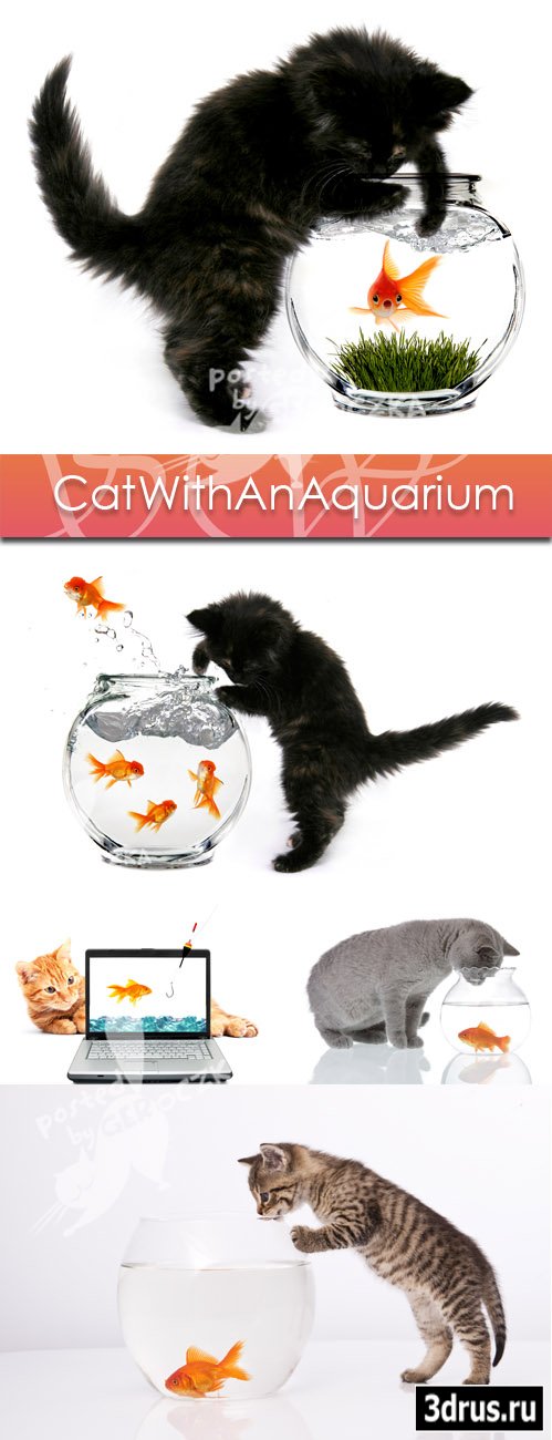 Cat with an aquarium