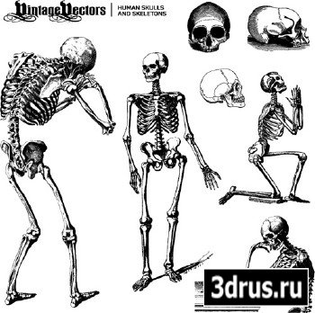 Human Skulls and Skeletons Vector Set