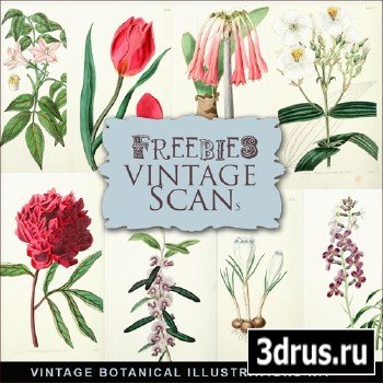 Scrap-kit - Vintage Botanical Illustrations #1