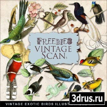 Scrap-kit - Vintage Exotic Birds Illustrations