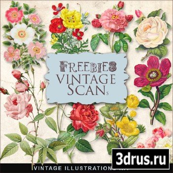 Scrap-kit - Vintage Flowers Illustrations #7