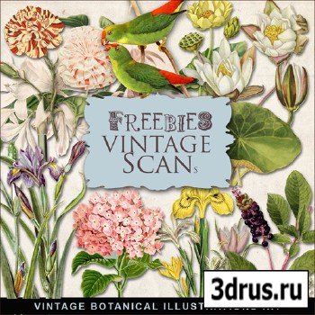 Scrap-kit - Vintage Botanical Illustrations #3