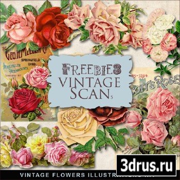 Scrap-kit - Vintage Flowers Illustrations #8