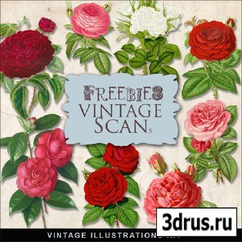 Scrap-kit - Vintage Roses Illustrations