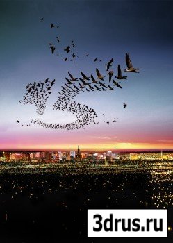 Birds over a night city psd