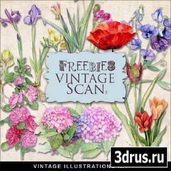 Scrap-kit - Vintage Flowers Illustrations #11