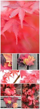 Autumn Backgrounds - Autumn backgrounds, leaves