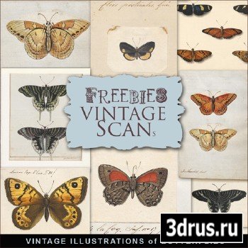 Scrap-kit - Vintage Illustrations Of Butterflies