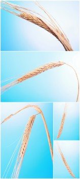 Photo Cliparts - Wheat