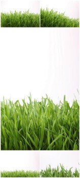 Photo Cliparts - Green grass