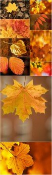 Photo Cliparts - Autumn leaves