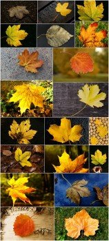 Photo Cliparts - Falling leaf