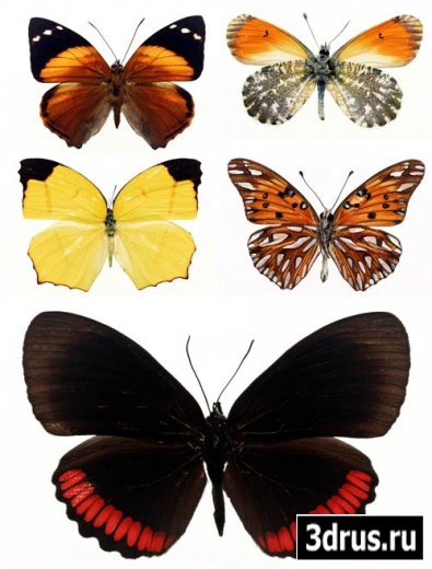 Фото редких видов бабочек