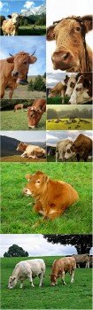 Photo Cliparts - Cow
