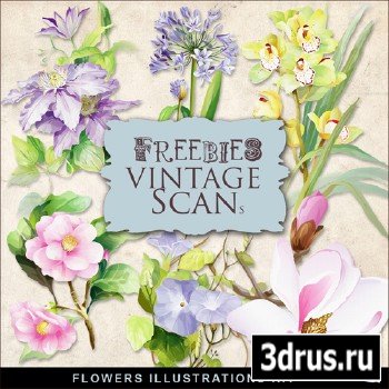 Scrap-kit - Vintage Flowers Illustrations #12