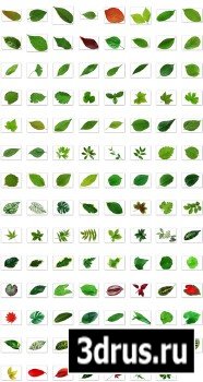 Leaves and Leaf Veins PSD Pack
