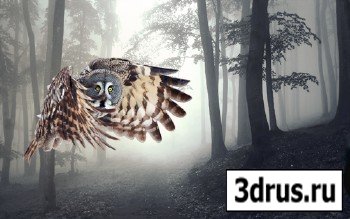 Owl Flying in the Forest