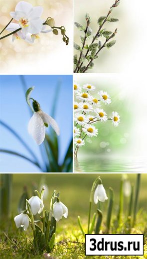 Сток фото - весенние цветы
