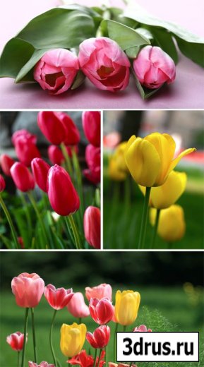 Сток фото -  тюльпаны