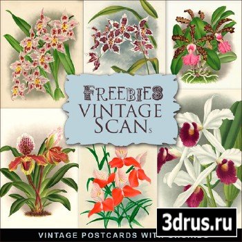 Scrap-kit - Vintage Postcards With Orchids