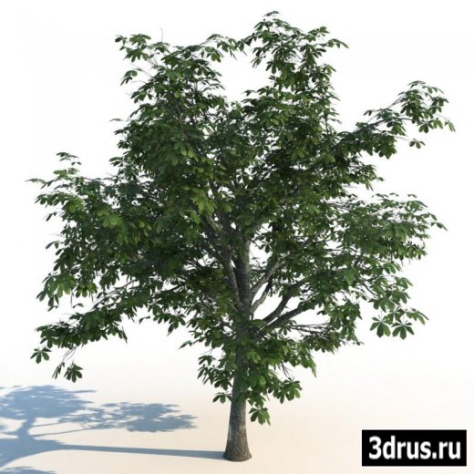 3D Models. Trees.