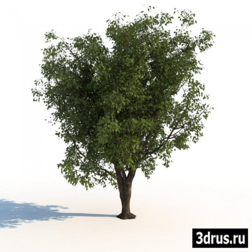 3D Models. Trees.