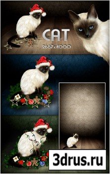 10 Christmas Cat Backgrounds