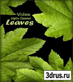 Alpha Channel Footage - Green Leaves