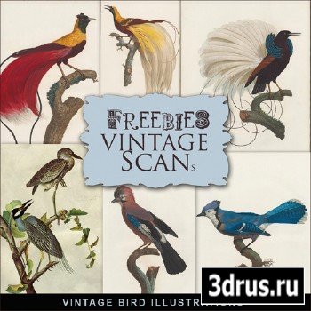 Scrap-kit - Vintage Birds Illustrations