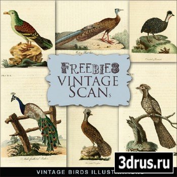 Scrap-kit - Vintage Birds Illustrations 2