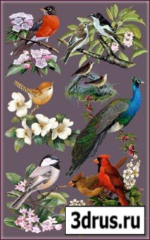 Клипарт - Птицы в цветах