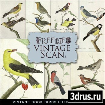 Scrap-kit - Vintage Book Birds Illustrations