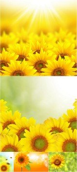 Rastr Cliparts - Sunflowers Backgrounds Images