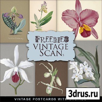 Scrap-kit - Vintage Postcards With Orchids 2